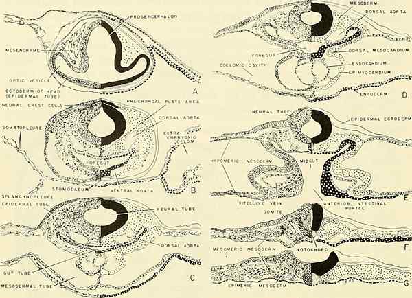 Différence entre la génétique et l'embryologie