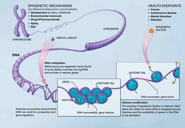 Perbedaan antara genetika dan epigenetika