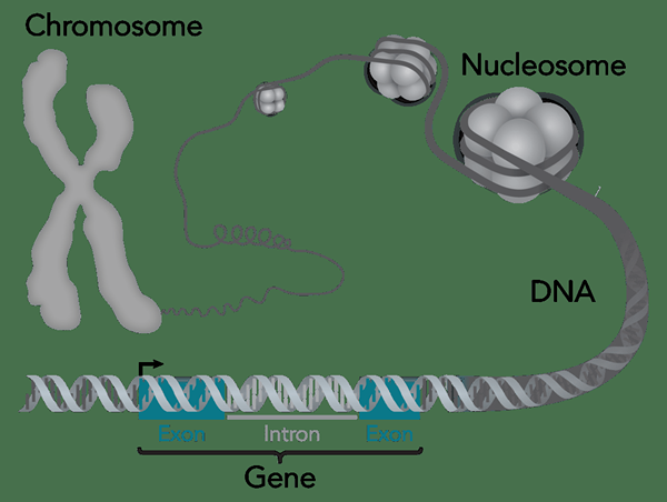 Perbedaan antara DNA genomik dan plasmid