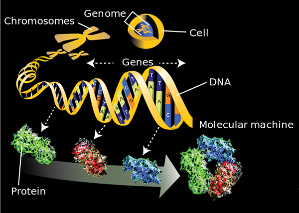 Perbezaan antara genomik dan proteomik