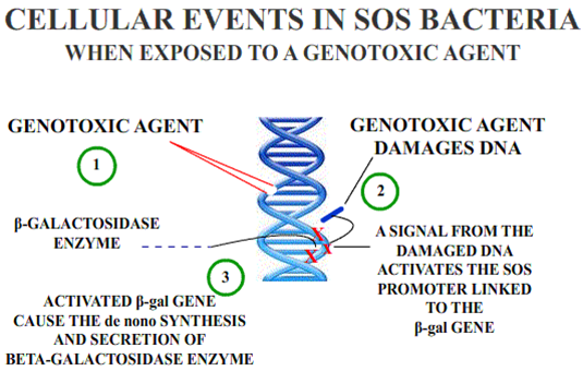 Diferencia entre genotoxicidad y mutagenicidad