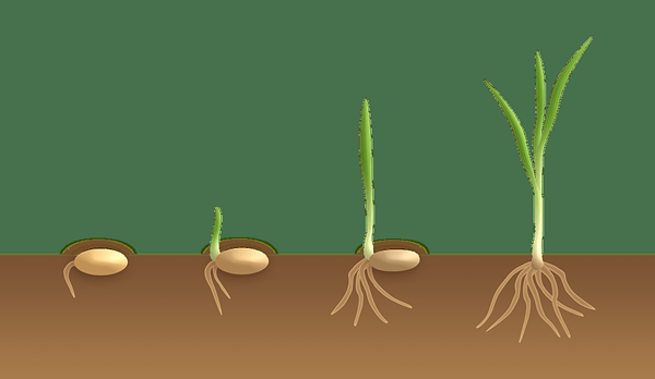 Diferencia entre la germinación y la emergencia