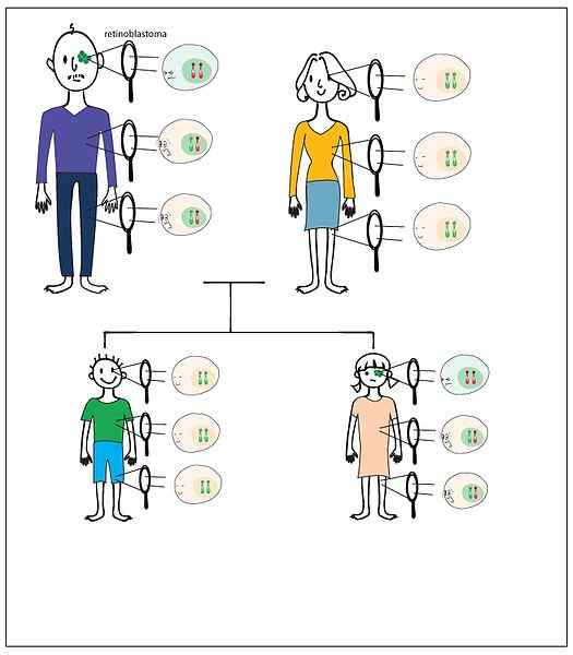 Unterschied zwischen Keimbahnmutation und somatischer Mutation