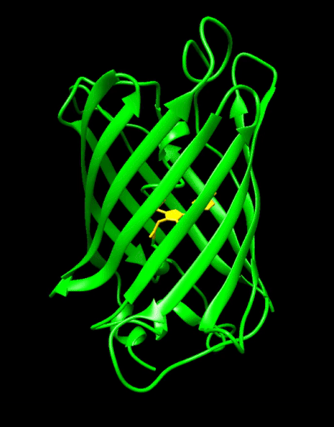 Diferencia entre GFP y EGFP