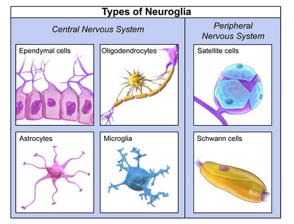 Perbezaan antara sel glial dan neuron