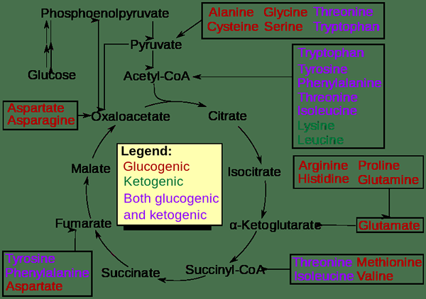 Unterschied zwischen glukogenen und ketogenen Aminosäuren