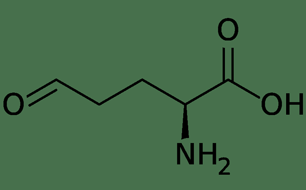 Unterschied zwischen Glutamin und Glutamat