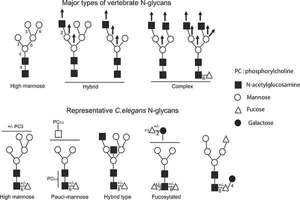 Différence entre la glycation et la glycosylation