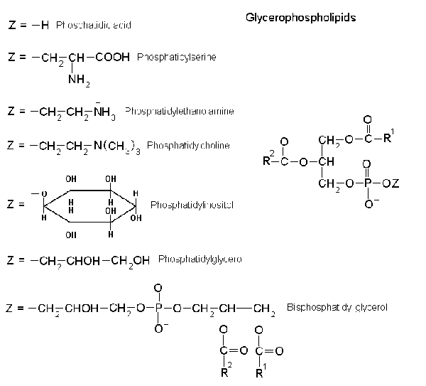 Diferencia entre glicerofosfolípidos y esfingolípidos