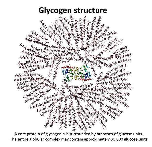 Différence entre le glycogène et le glucose