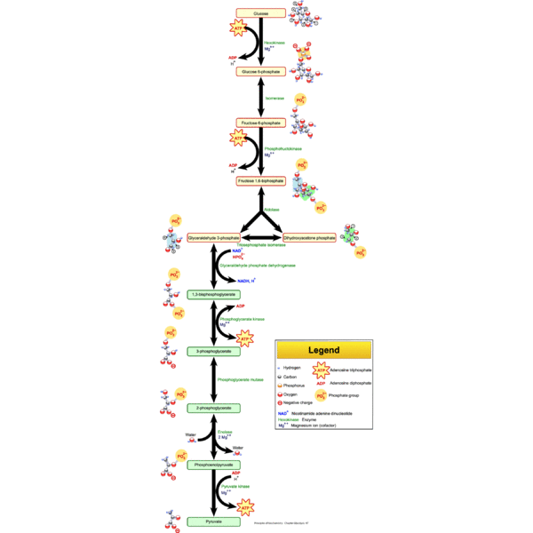 Différence entre la glycolyse et la glycogénolyse