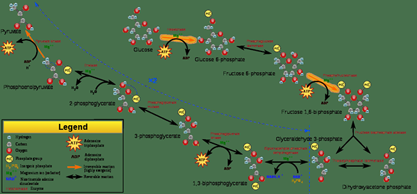 Différence entre la glycolyse et le cycle TCA