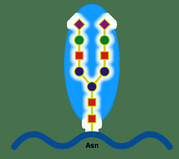 Différence entre la glycosylation et la glycosidation