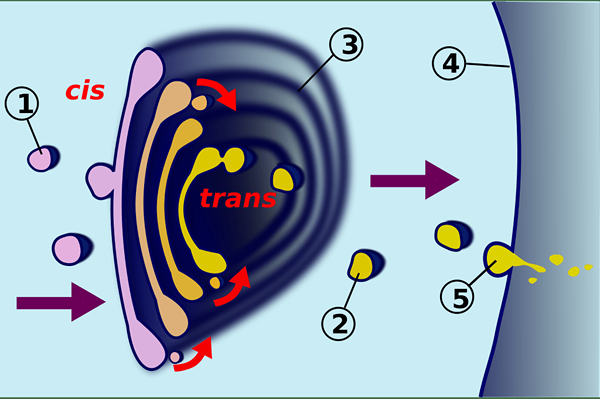 Différence entre les corps de Golgi et les dictyosomes