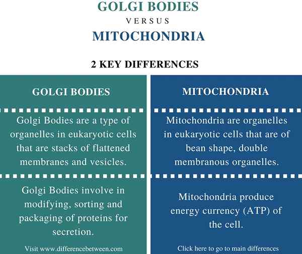 Unterschied zwischen Golgi -Körpern und Mitochondrien