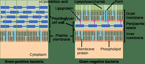 Différence entre la paroi cellulaire à Gram positif et à Gram négatif