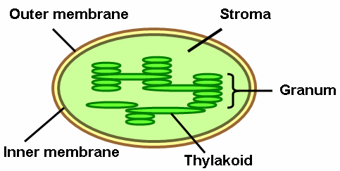 Perbezaan antara Grana dan Stroma