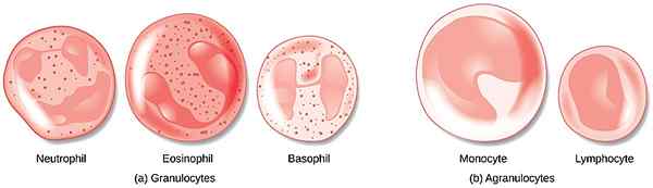 Perbedaan antara granulosit dan agranulosit
