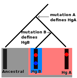 Perbedaan antara haplogroup dan haplotype