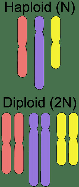 Perbedaan antara haploid dan diploid