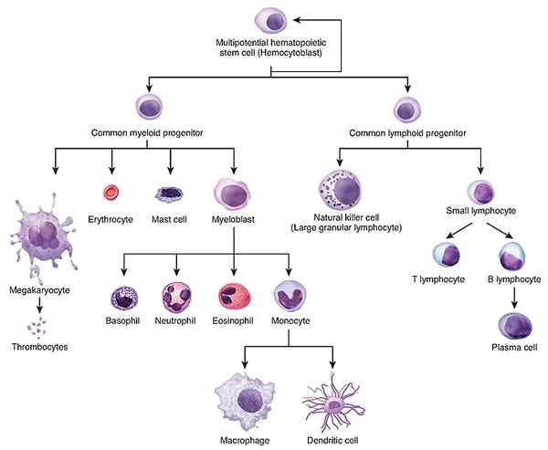 Différence entre l'hématopoïèse et l'érythropoïèse