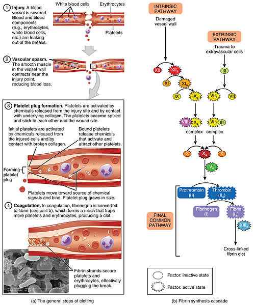Différence entre l'hémostase et la coagulation