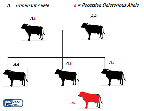 Diferencia entre heterosis y depresión endogámica