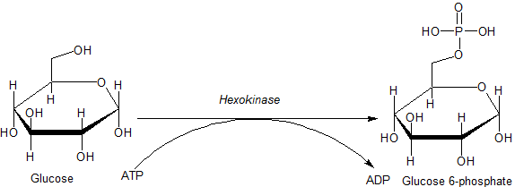 Unterschied zwischen Hexokinase und Glukokinase