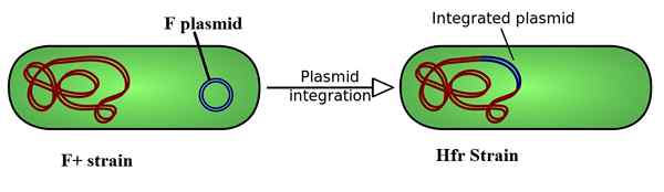 Perbezaan antara strain HFR dan F+