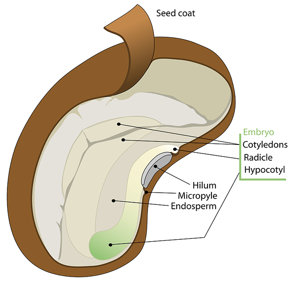 Diferencia entre hilum y micropilo