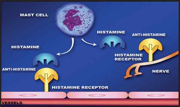 Différence entre histamine et antihistaminique