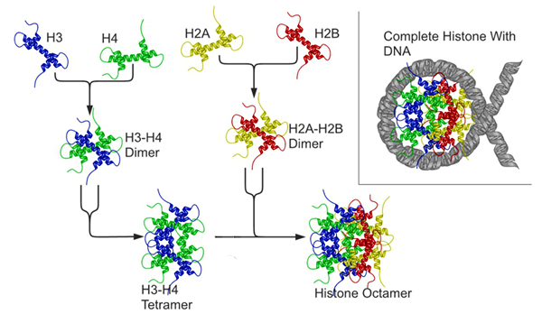 Perbezaan antara protein histone dan non histone