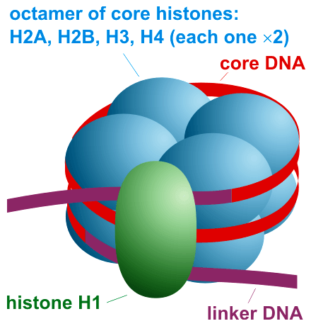 Différence entre les histones et les nucléosomes