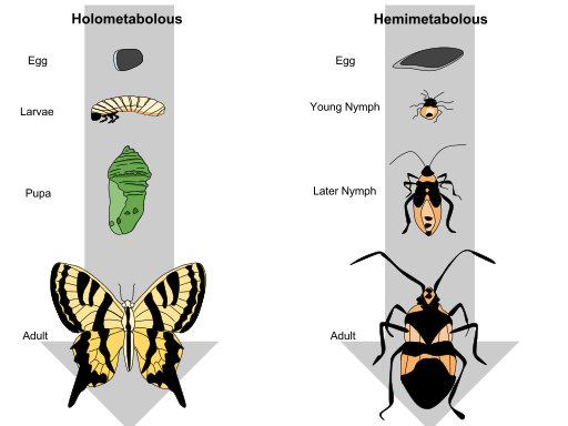 Différence entre la métamorphose holométabole et hémitabole chez les insectes