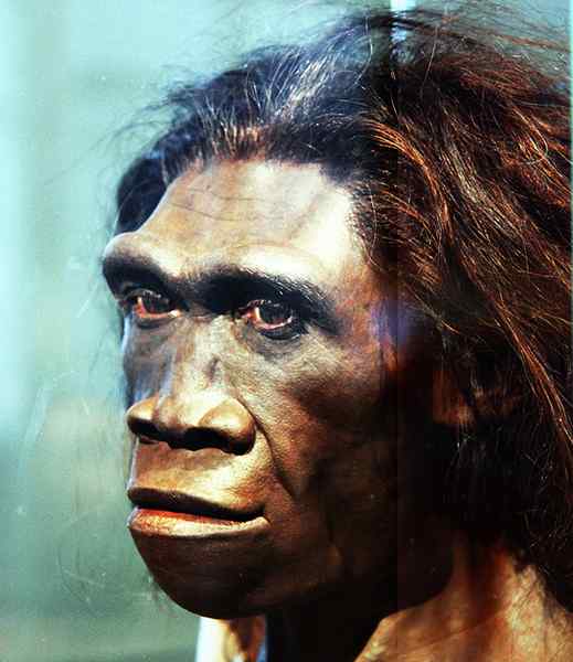 Perbezaan antara homoerectus dan homosapien