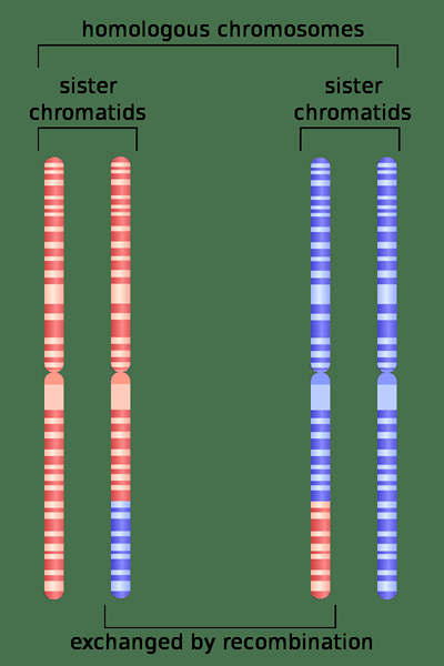 Différence entre les chromosomes homologues et homéologues