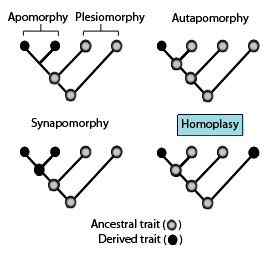 Perbezaan antara homoplasy dan homologi