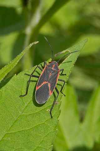 Perbezaan antara Homoptera dan Hemiptera