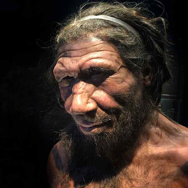 Différence entre l'homosapien et le néanderthal
