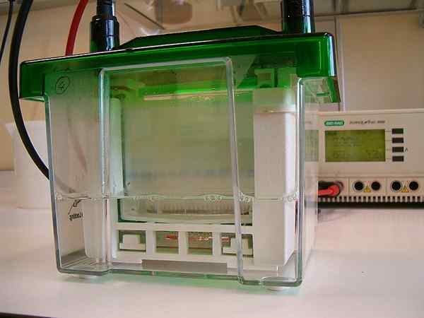 Perbedaan antara elektroforesis gel horizontal dan vertikal