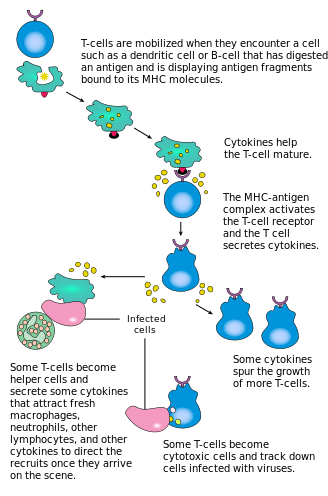 Différence entre l'immunité humorale et médiée par les cellules