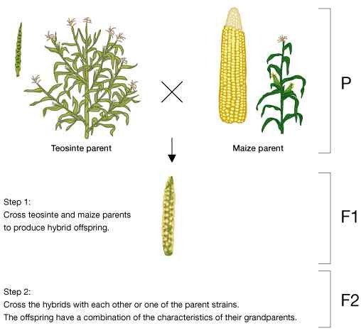 Différence entre l'hybridation et l'introgression