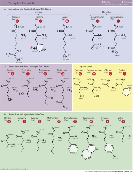 Perbezaan antara asid amino hidrofobik dan hidrofilik