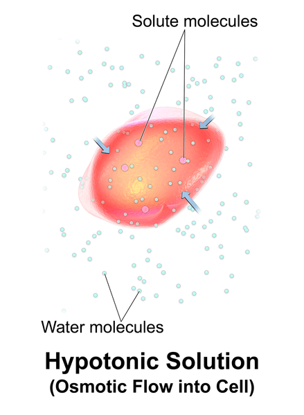 Différence entre hypotonique et hypertonique