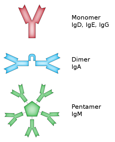 Unterschied zwischen IgM und IgG