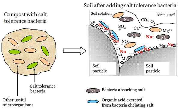 Perbezaan antara bioremediasi in situ dan bekas situ