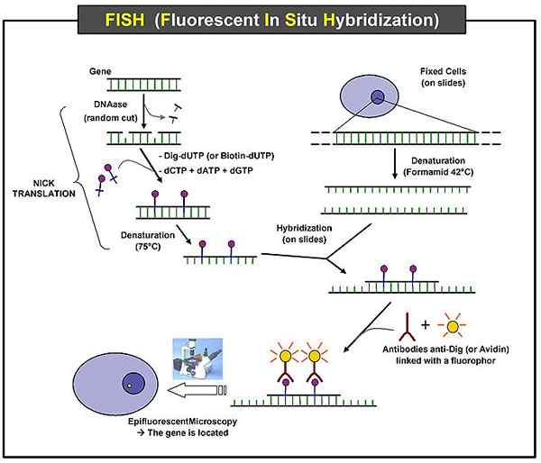 Perbedaan antara hibridisasi in situ dan imunohistokimia