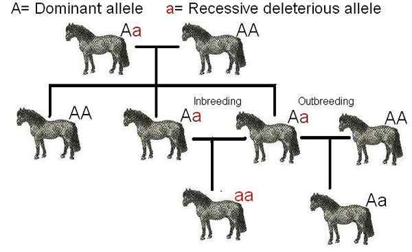 Perbedaan antara inbreeding dan outbreeding