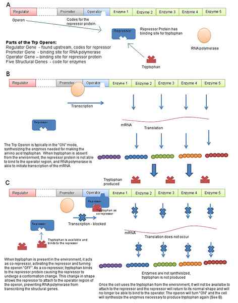 Perbezaan antara operon yang boleh ditindas dan ditindas