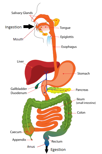 Différence entre l'ingestion et l'égestion